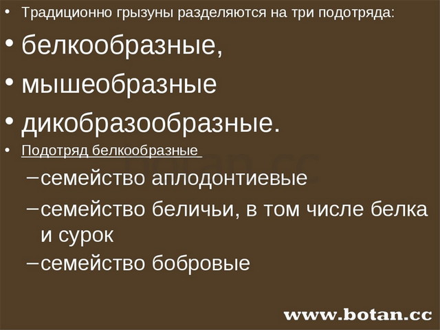 Презентация отряды млекопитающих грызуны зайцеобразные 7 класс