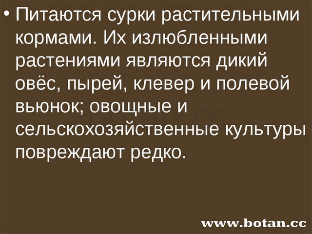 Грызуны и зайцеобразные презентация 7 класс