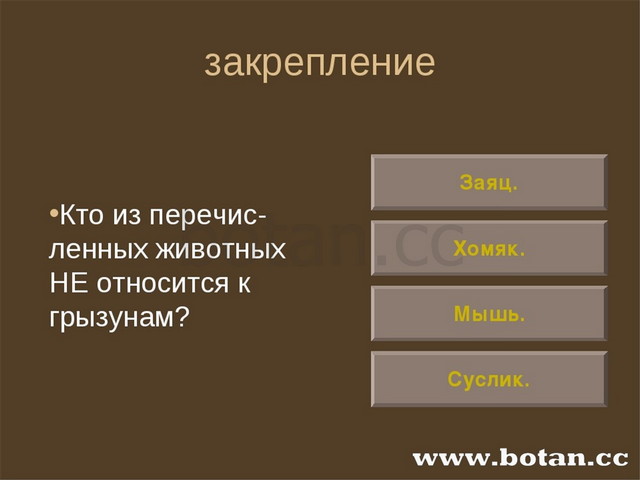 Презентация по биологии 7 класс грызуны