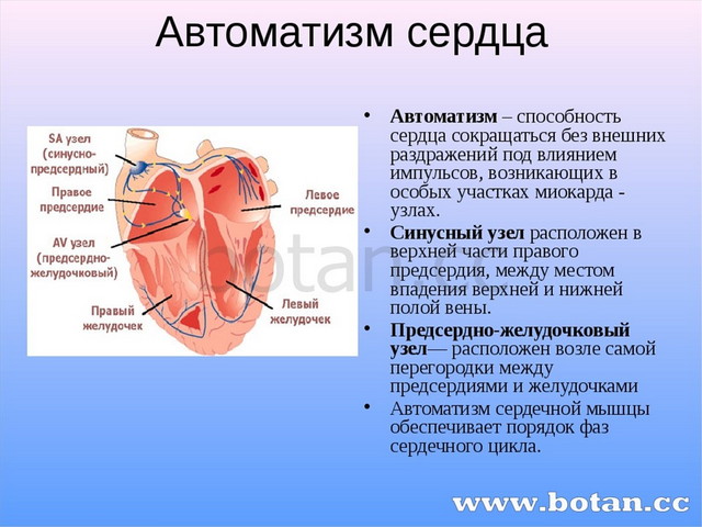 Синусно предсердный узел находится