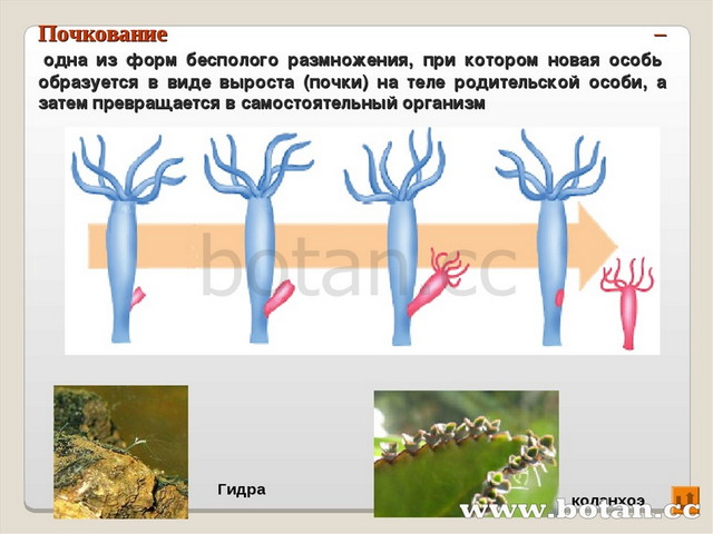 Презентация на тему размножение 8 класс