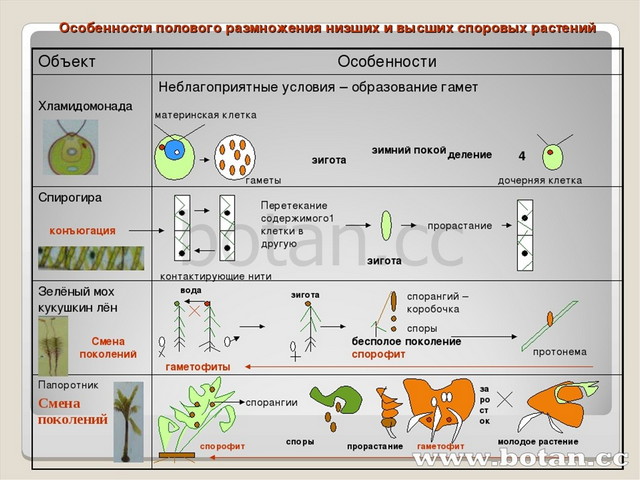 Половое и бесполое размножение презентация. Половое и бесполое размножение 6 класс. Виды полового размножения растений. Формы полового размножения растений. Размножение организмов 6 класс.