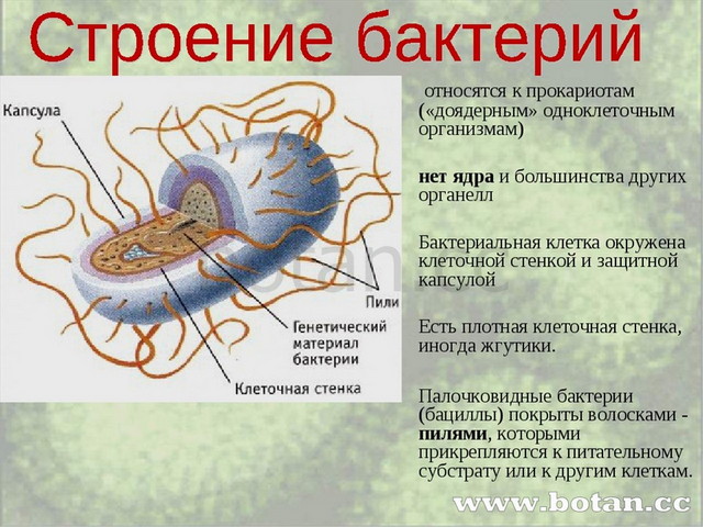 Прокариоты вирусы грибы. Строение бактериальной клетки 5 класс биология. Строение бактериальной клетки 5. Строение клетки бактерии 5 класс биология. Бактерии относятся к прокариотам.