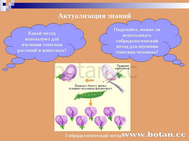 Генетика 9 класс биология презентация