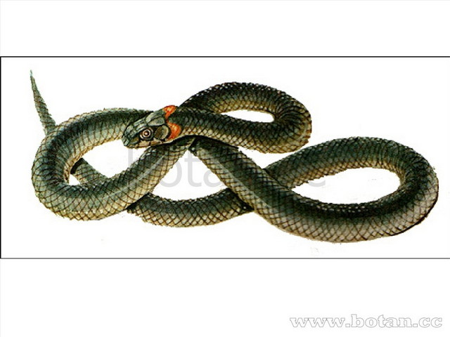 Презентация к уроку русского языка на тему Сочинение - описание Как я ...