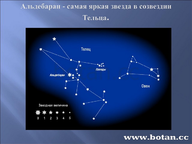 Созвездие тельца рисунок