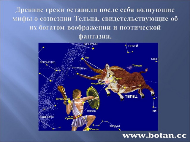 Созвездия мои ученики 58. Созвездие Телец Альдебаран. Зодиакальное Созвездие Телец. Сообщение о созвездии Телец. Созвездие тельца на небе.