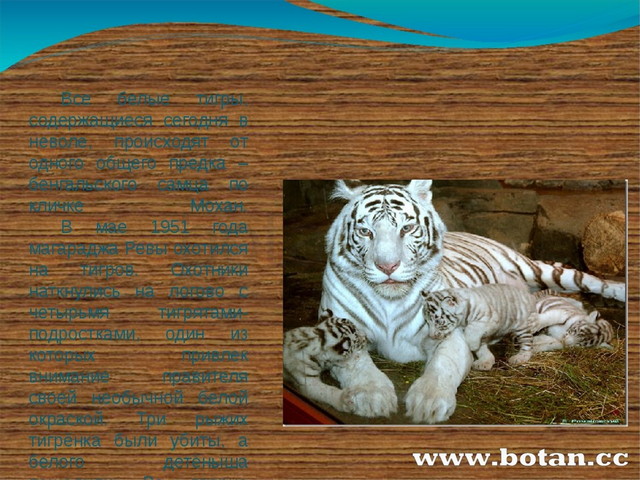 Фото уссурийского тигра из красной книги