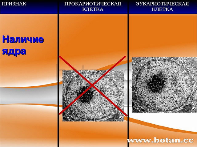 Торфа бонусная карта