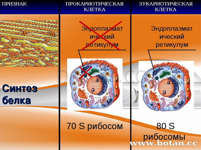 Прокариот и эукариот фото