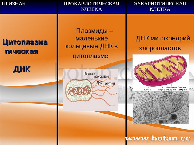 Презентация по биологии Сравнение клеток прокариот и эукариот