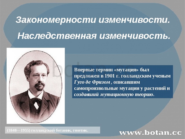 Презентация 9 класс биология закономерности изменчивости