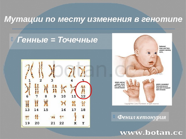 Точечные м. Генные точечные мутации. Генные или точковые мутации. Генные мутации (точковые мутации). Точечные мутации примеры.