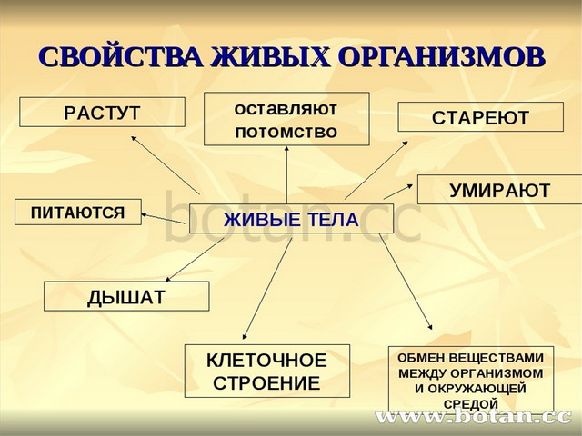 Презентация на тему как появился человек на земле 5 класс биология