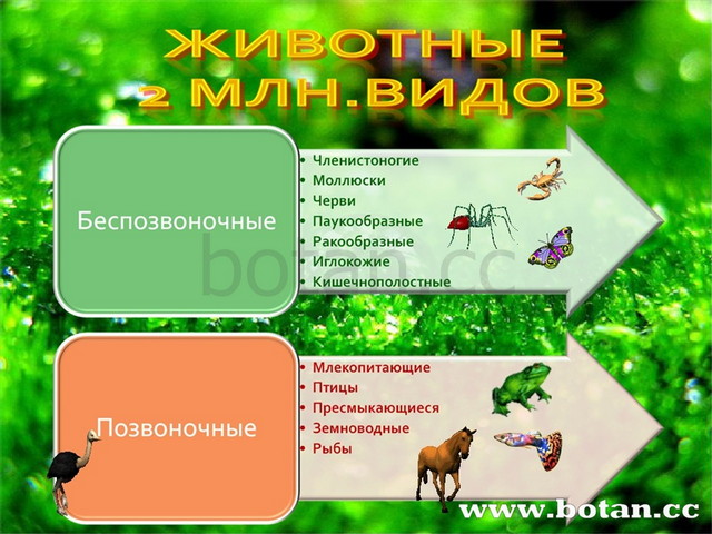 Презентация жизнь на земле 5 класс