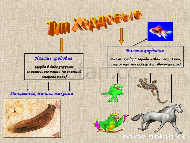Хордовые животные 7 класс презентация