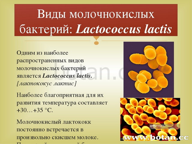 Презентация по биологии на тему: Молочнокислые бактерии (6 класс)