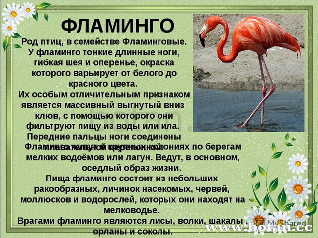 Фламинго сообщение. Фламинго птица описание для детей 1 класса. Фламинго краткое описание. Сообщение о Фламинго. Розовый Фламинго красная книга краткое описание.