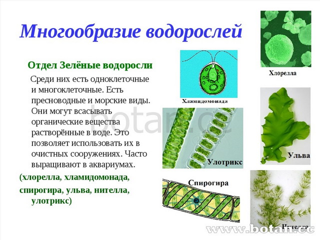 Презентация по биологии 6 класс водоросли их разнообразие и значение в природе