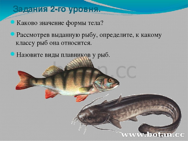 Биология про рыб 7 класс. Значение формы тела рыбы. Форма «рыба». Какова форма тела рыб. Рыбы (биология).