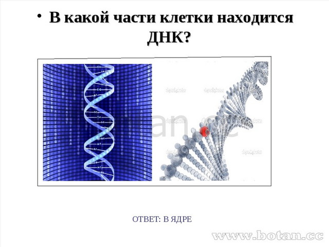 Энергетический обмен 9 класс презентация