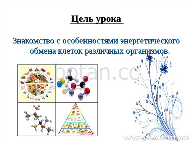 Энергетический обмен 9 класс презентация