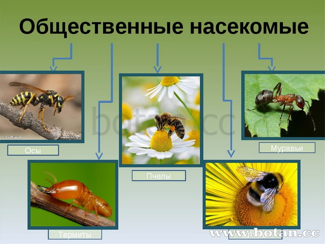 Общественные насекомые пчелы и муравьи презентация 7 класс