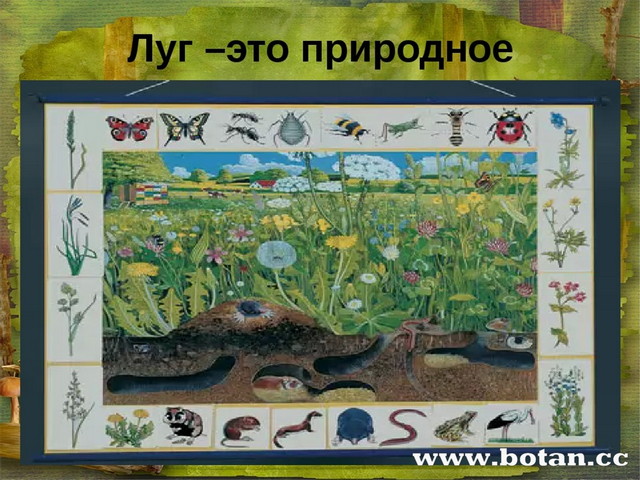 Природное сообщество 4 класс окружающий. Природное сообщество Луга. Изображением природных сообществ. Природные сообщества для дошкольников. Обитатели природного сообщества луг.