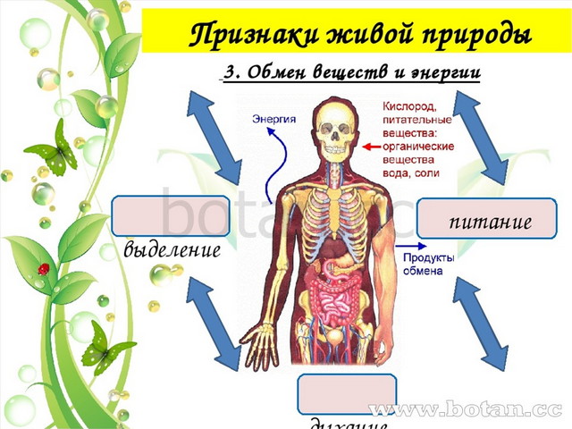 Взаимосвязи организмов в сообществе 5 класс презентация