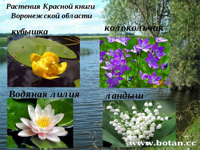 Красная Книга Воронежской Области Фото