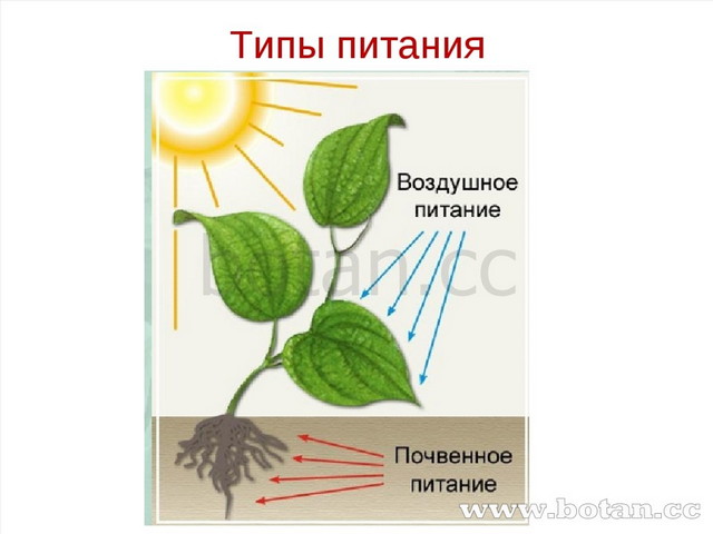 Воздушное питание. Способы питания растений. Типы питания растений. Питание растений 6 класс. Способы питания растений 6 класс.