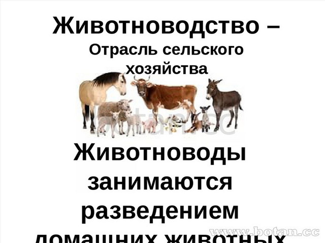 Презентация животноводство в нашем крае 4 класс окружающий мир