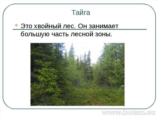 Территория тайги это леса занимающие. Растения тайги. Тайга презентация. Тайга природная зона. Лесная зона.