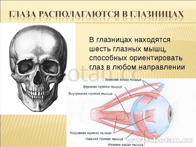 Орган зрения презентация гистология