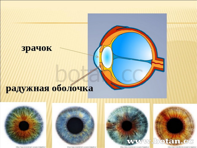 Глаз и зрение 8 класс презентация