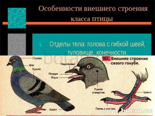 Охарактеризуйте отличительные черты двух систематических групп класса птицы используя рисунки