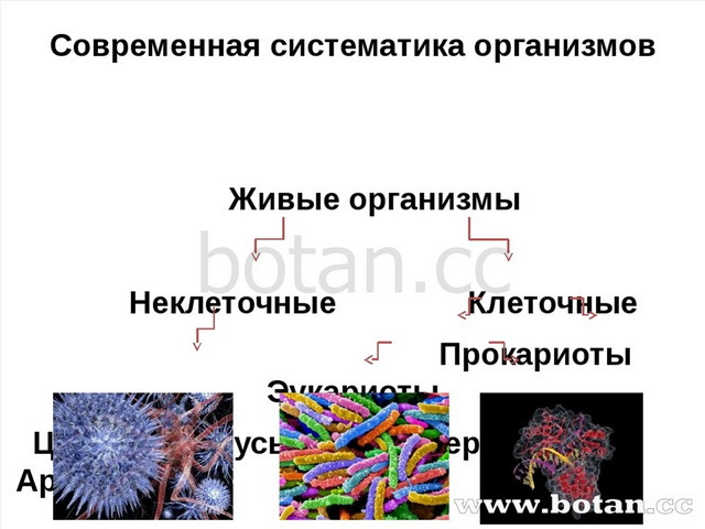 К какому царству относится организм изображенный на рисунке