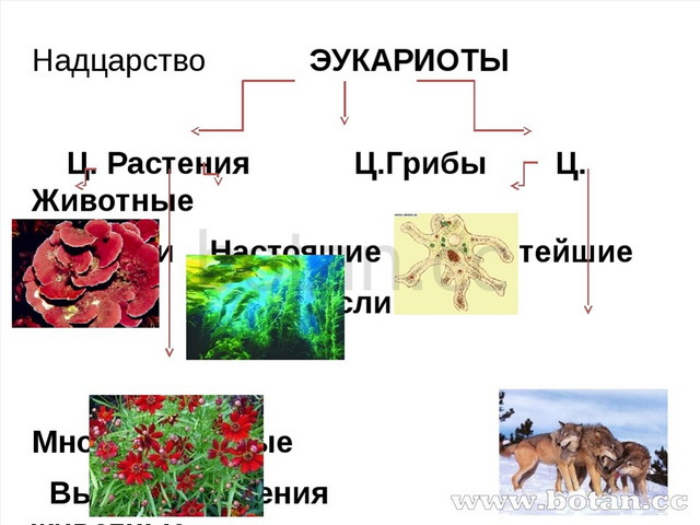 Классификация растений эукариоты