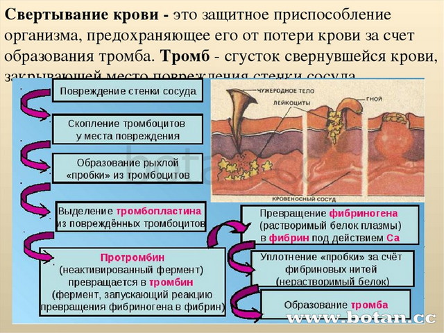 Схема свертывания крови 8 класс схема