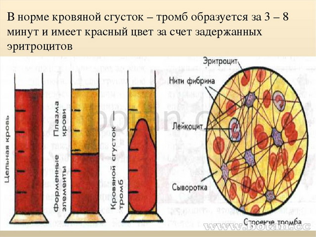 Схема свертывания крови 8 класс схема