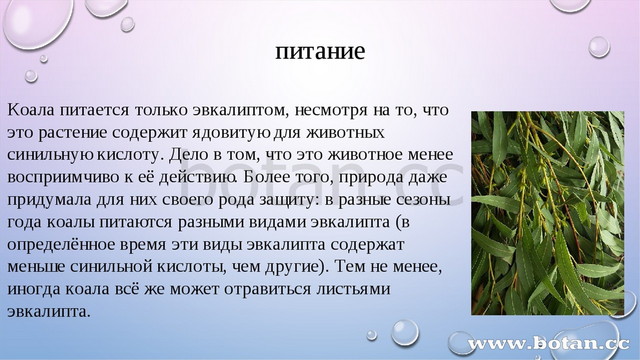 Презентация на тему коала 7 класс биология