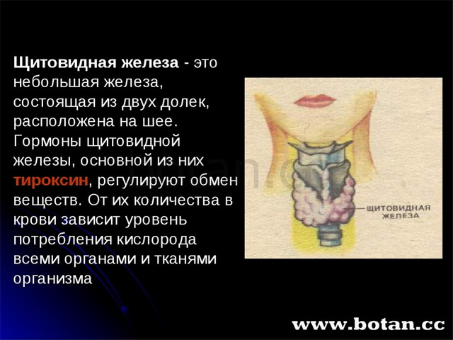 Роль эндокринной системы 8 класс презентация