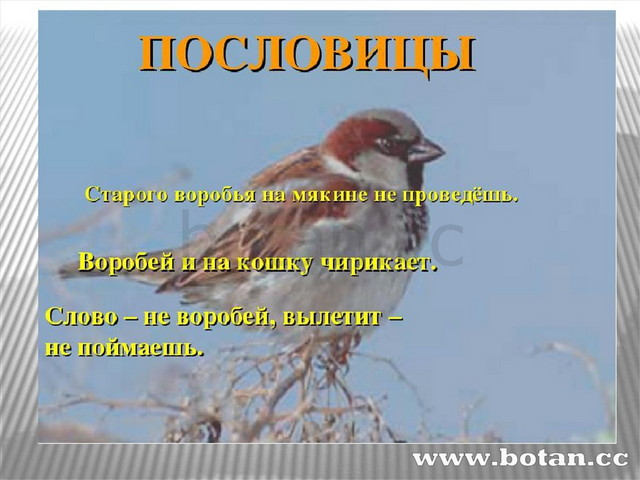 План рассказа воробей