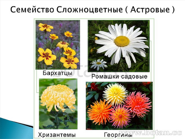 Сложноцветные характеристика таблица - 30/48