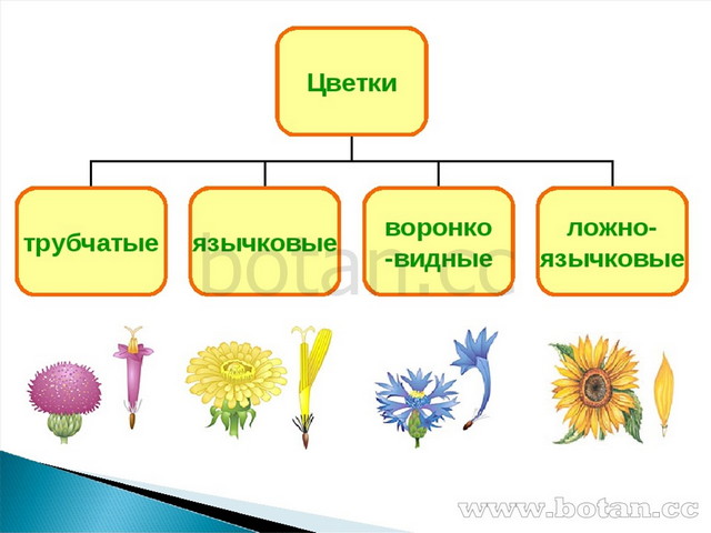 Презентация сложноцветные 6 класс