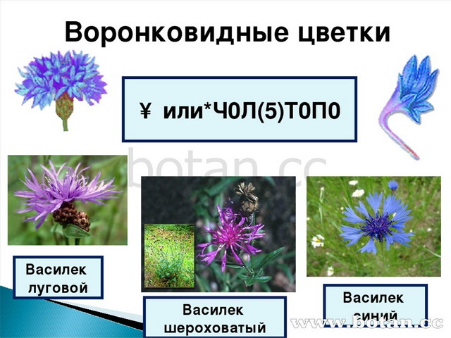 Сложноцветные воронковидные. Семейство Сложноцветные Василек. Сложноцветные воронковидные растения. Воронковидный цветок сложноцветных.