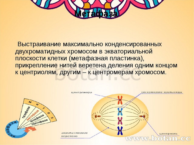 Генетическая карта показывает число и форму хромосом в клетке верно или нет