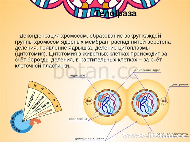 Схема митоза и мейоза с указанием количества днк и хромосом