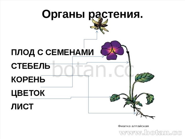 Органы растения 3 класс. Строение фиалки схема. Строение органов цветкового растения. Органы растения схема. Название органов цветка.