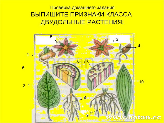 Семейства класса двудольные фото